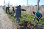 Депутат Собрания депутатов Избербаша организовал в городе посадку деревьев