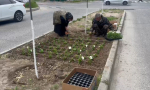 Избербаш украшают посадками цветов