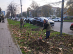 Избербаш преображается: масштабная кампания по озеленению города
